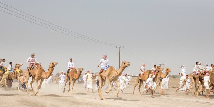 Fifth edition of Crown Prince Camel Festival kicks off in Taif, KSA