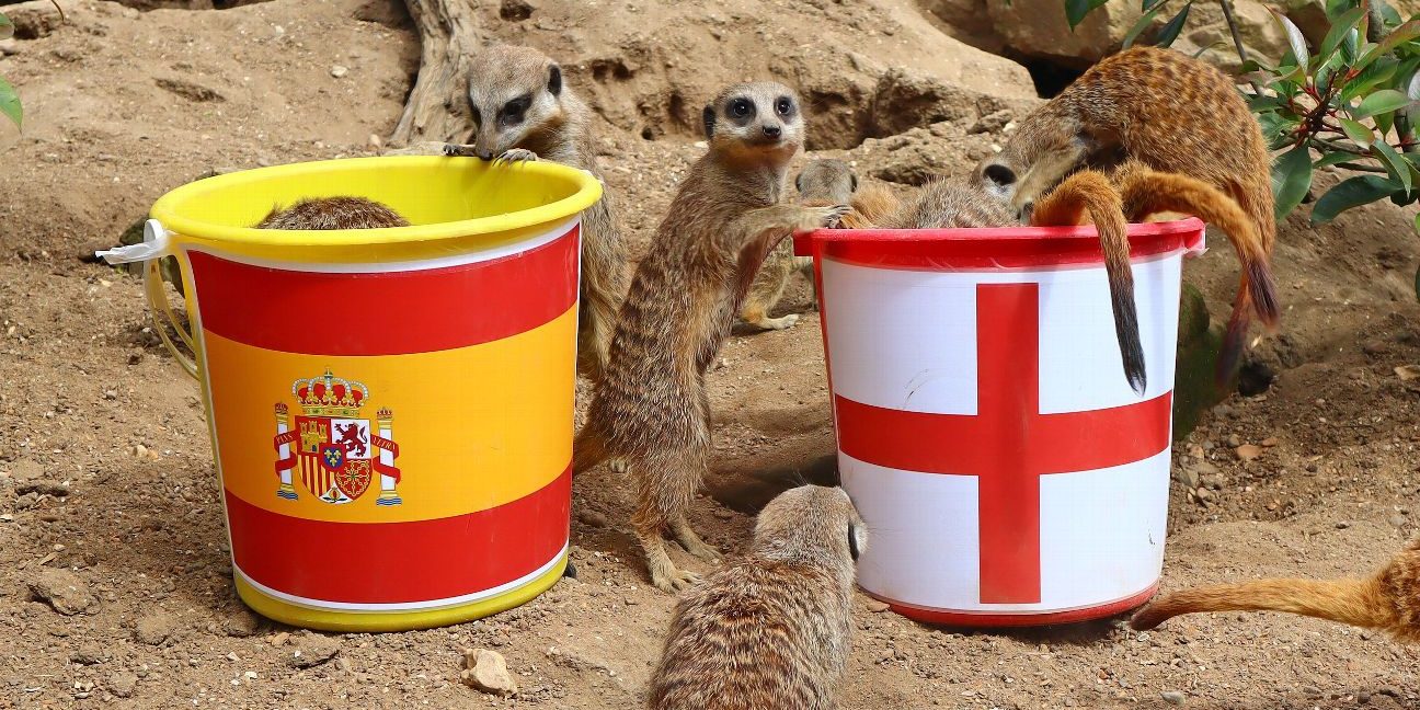 'Mystic Meerkats' predict England's run to Women's World Cup final glory